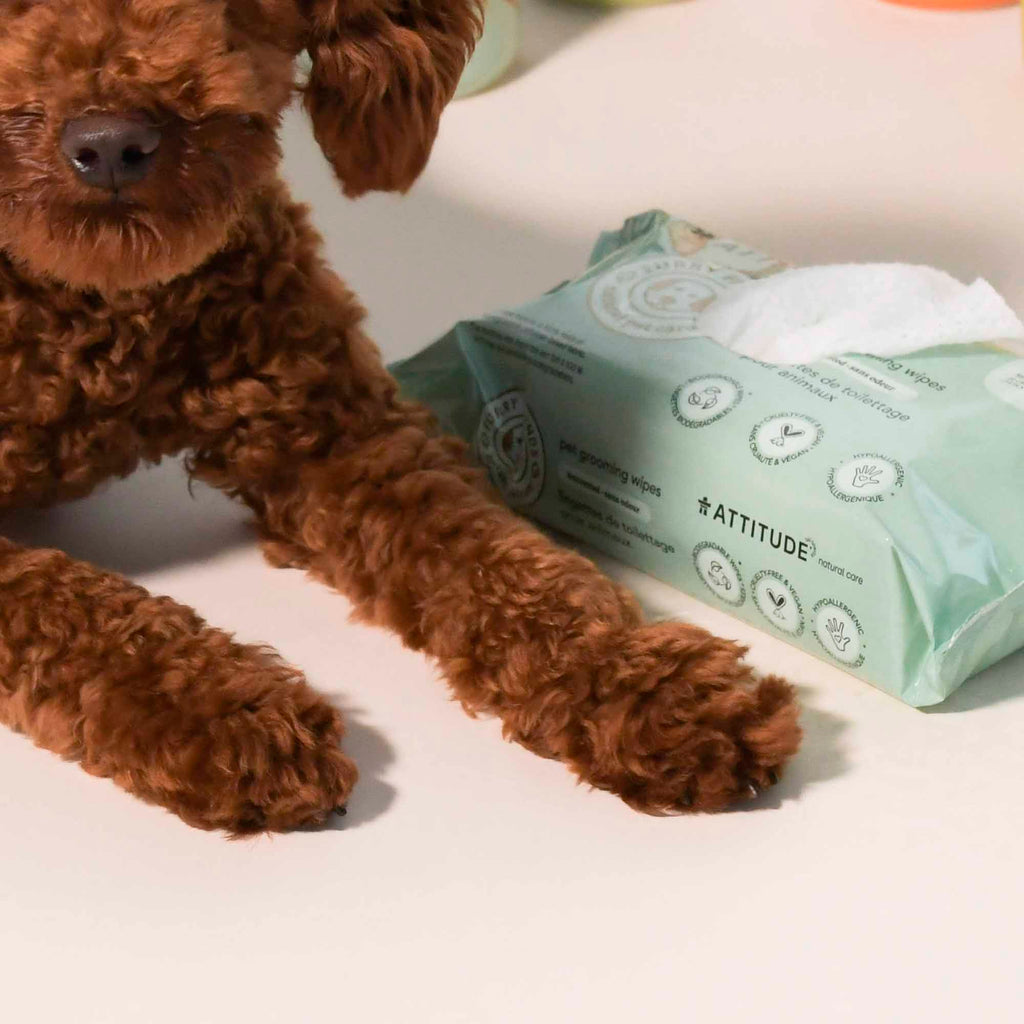 Shavelo - Pet Wipes
